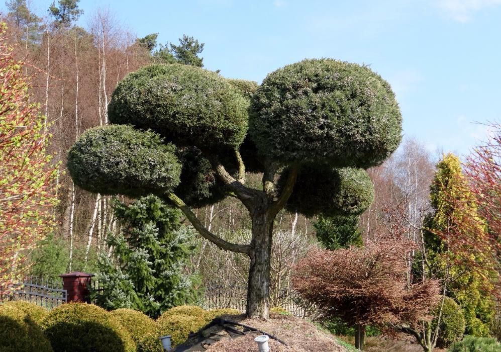 OKAZJA Bonsai ogrodowy a Jałowiec Hetzii 40 lat, 9 kul