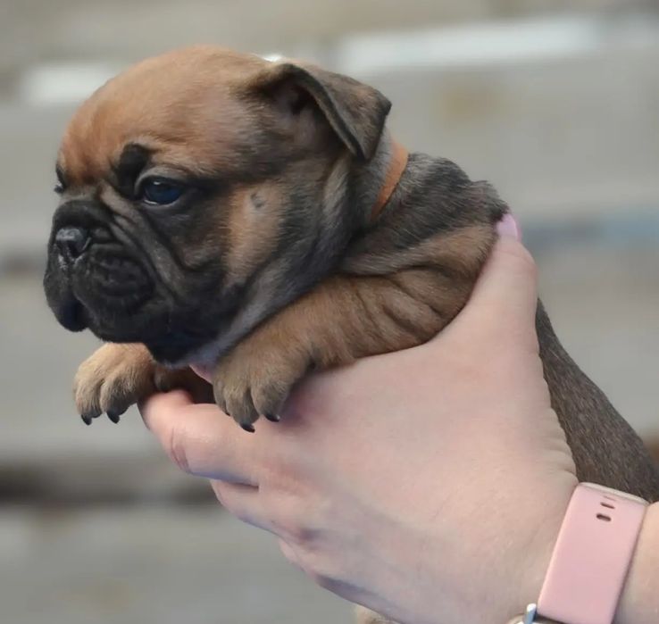 Червоні бульдожки з КСУ родоводом