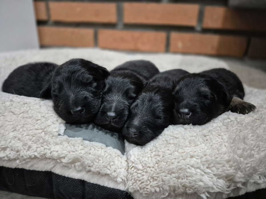 Owczarek NIemiecki Długowłosy