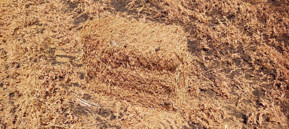 Продам тюки з соломи ГОРОХУ.