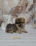 szpic miniaturowy, pomeranian