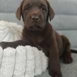 Labrador suczka czekoladowa
