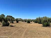 Terreno rústico com 4360 m2, situado em Paialvo, concelho de Tomar.