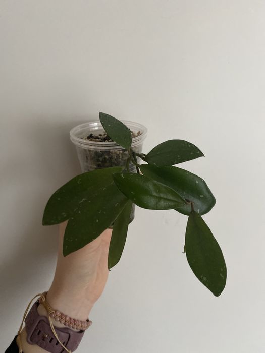 hoya wanilianna - duza sadzonka #2