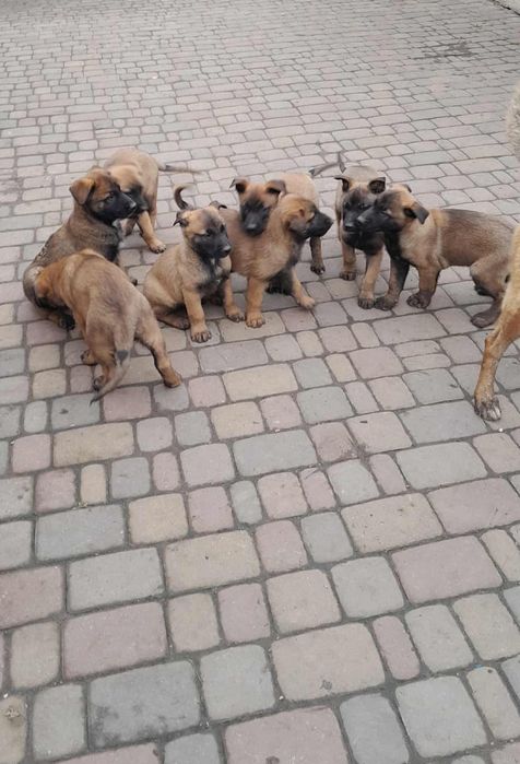 Продам цуценята малінуа