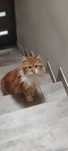 Kocur Maine Coon