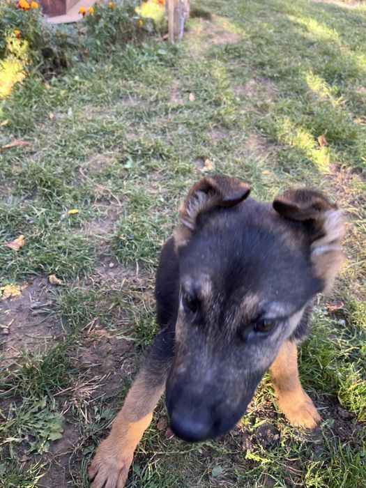 Продаються дівчатка німецької вівчарки