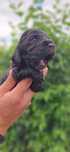 Cocker Spaniel Angielski