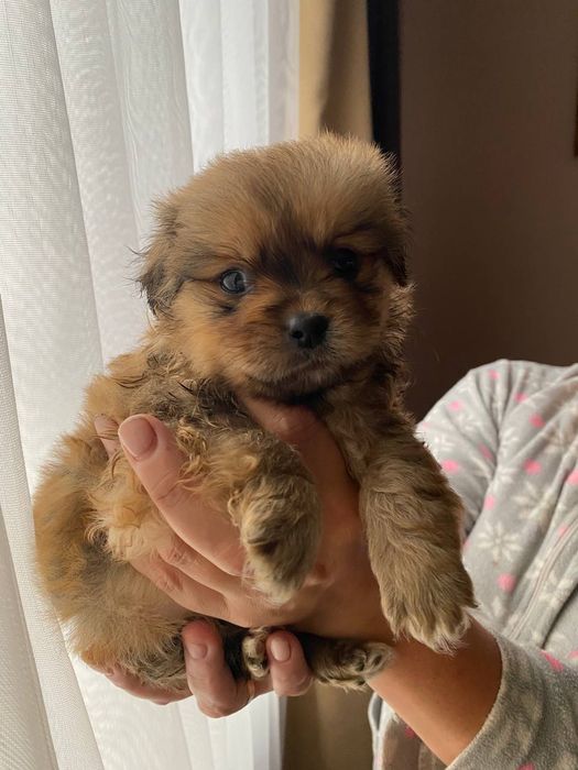 Собачки  метисти, пекінес мама  тато не відомо))) зводили з пекінесом