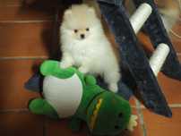 Menina Lulu com pedigree em Braga