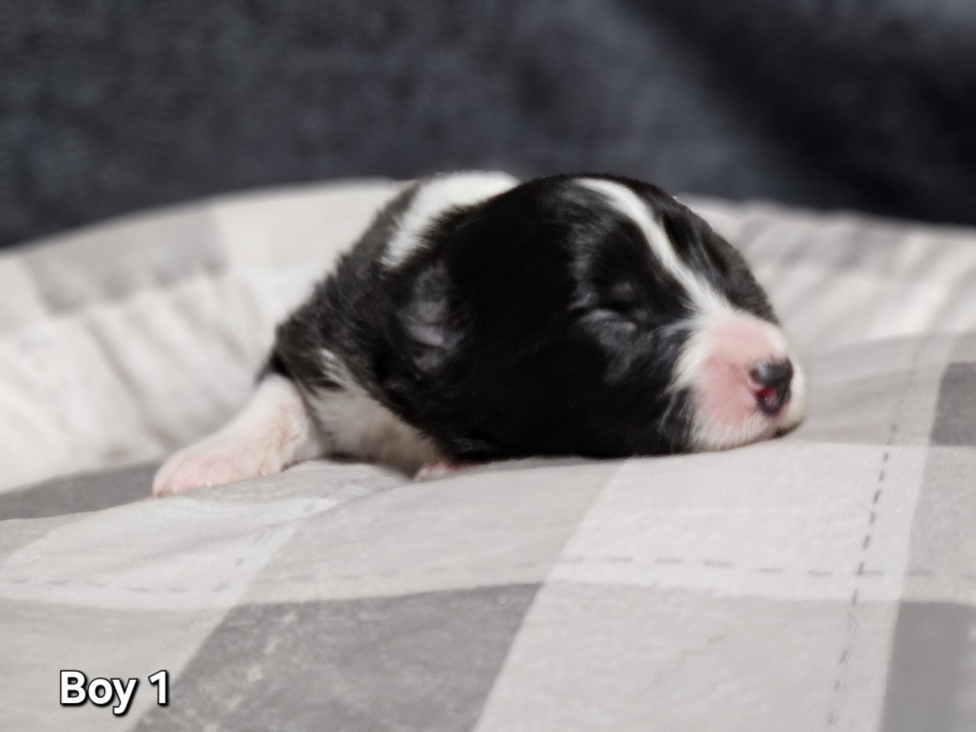 Szczenięta Border Collie ZKwP/FCI