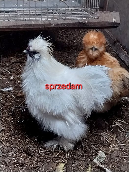 Kogut silka bialy