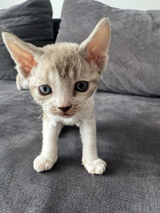Śliczne kocięta Devon Rex - Słodka Jagoda*PL