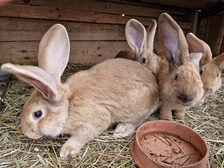 Sprzedam młode króliki