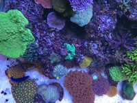 Akwarium morskie koralowce acropora, SPS, LPS, zoanthus, ślimaki
