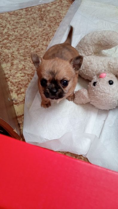 Продам міні чіхуахуа