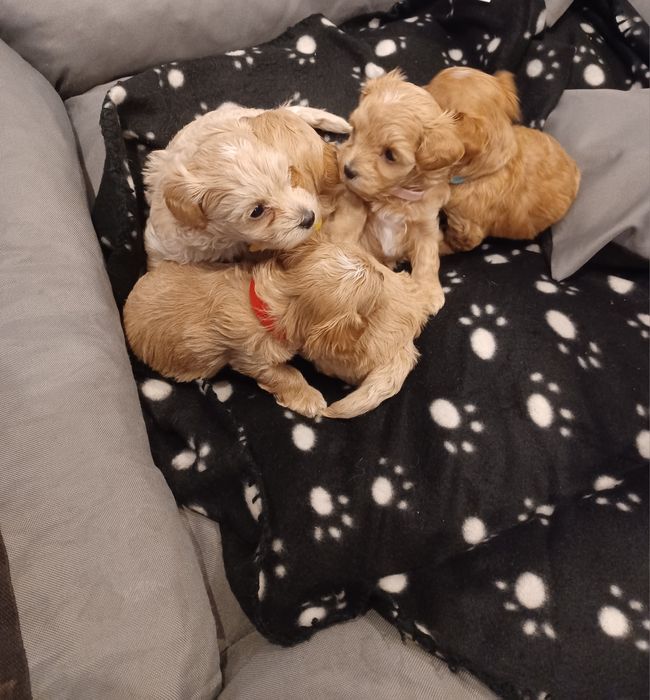 Maltipoo-suczka z czipem i rodowodem