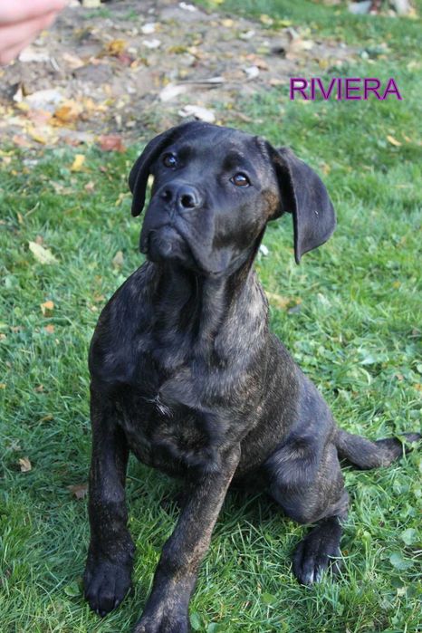 Cane corso suczka rod FCI nie do hodowli