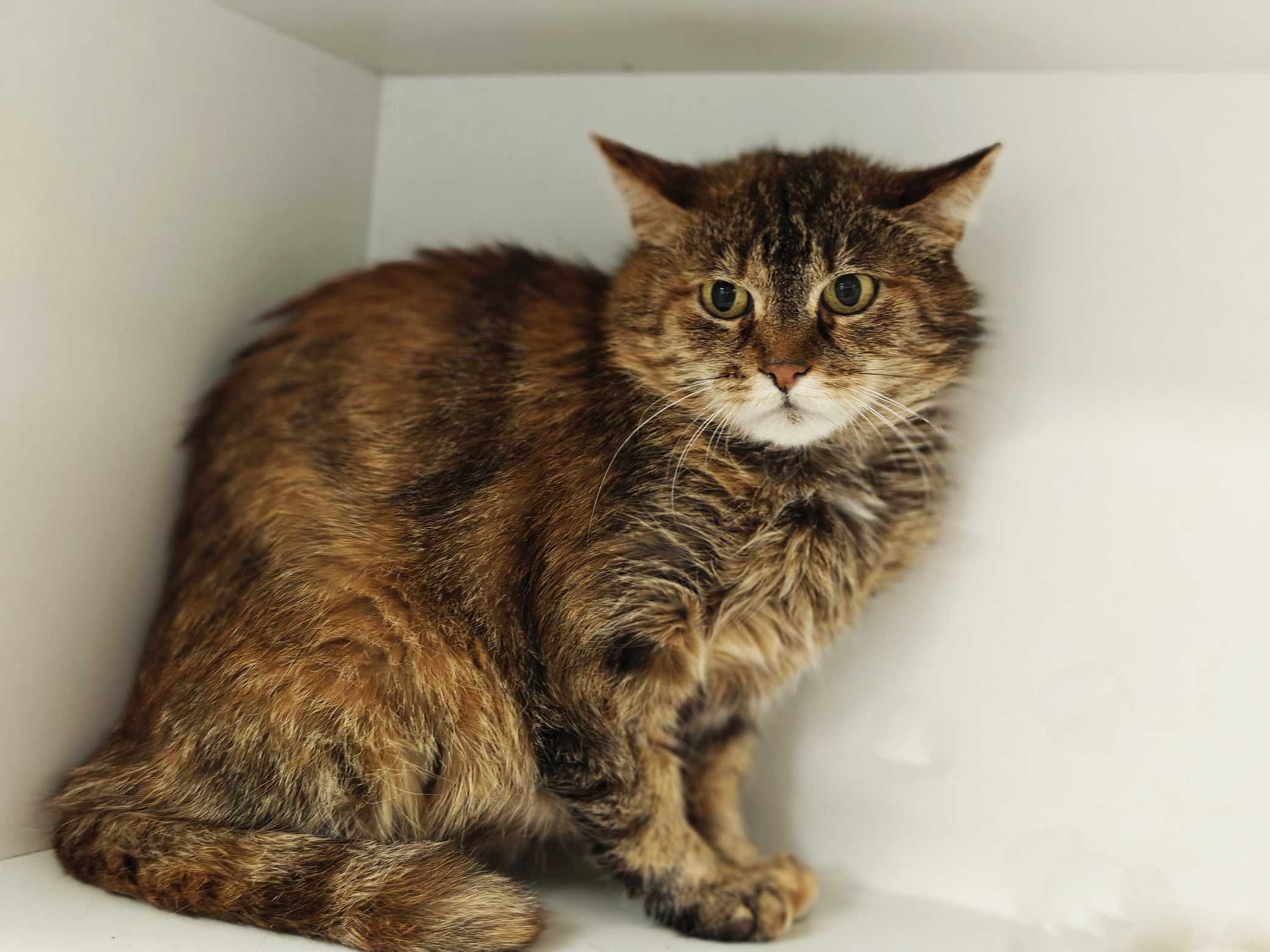 Джесі 1,5роки, шукає сім`ю, кот котенок кіт кішка кошеня кошка