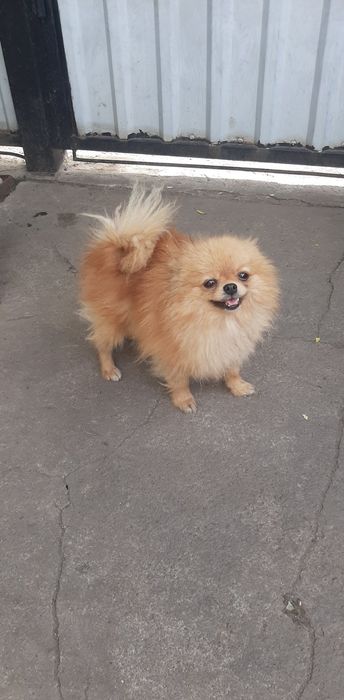 Дівчинка мінюшка померанського шпіца.