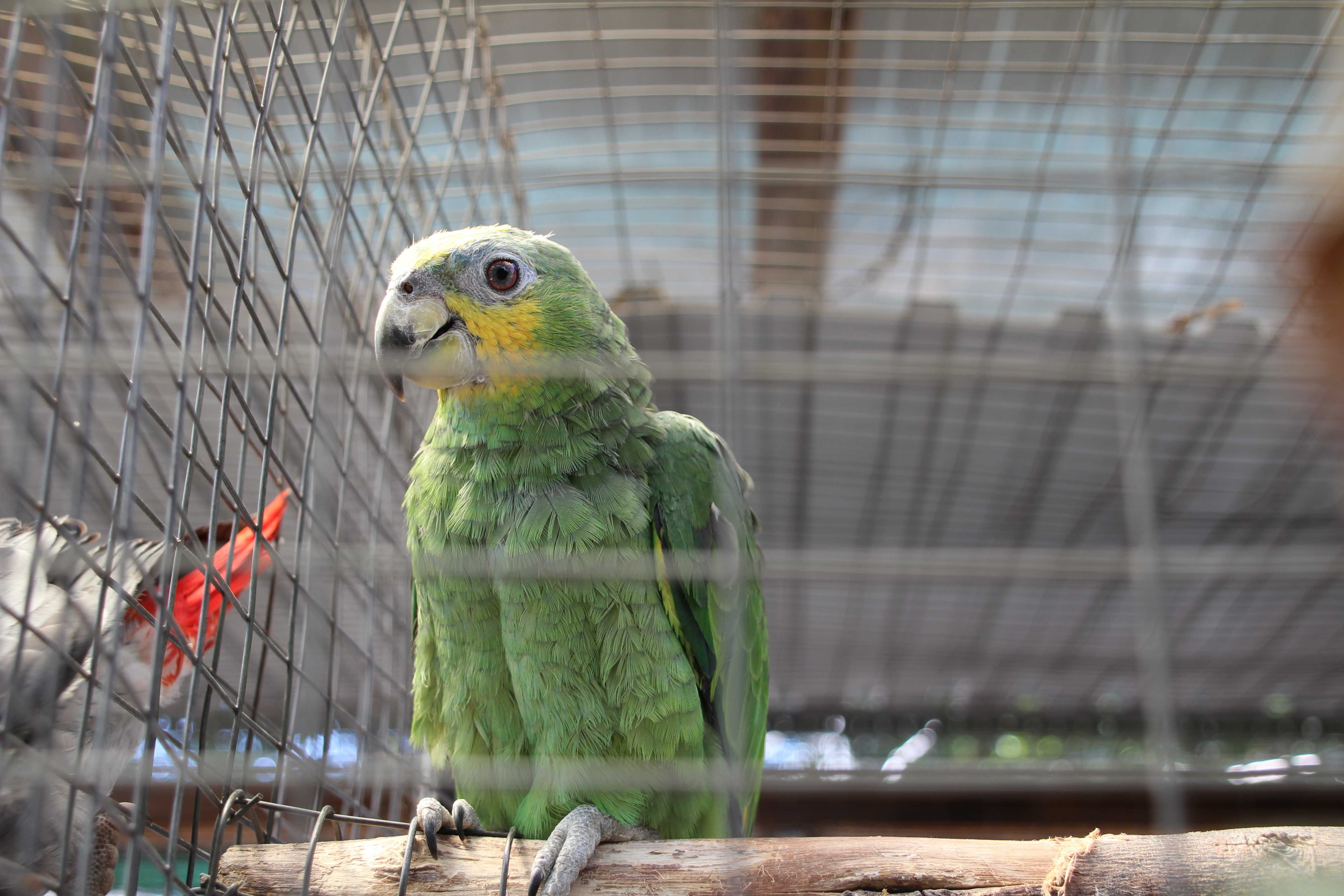 Papagaios amazonas amazónicos