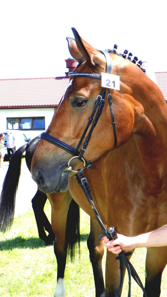 Sprzedam klacz wlkp