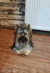 Yorkshire terrier