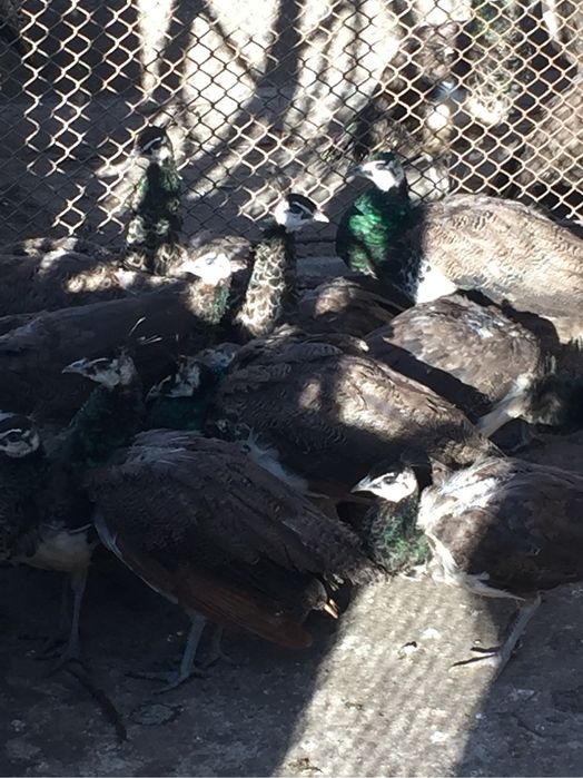 Vendo pavões machos