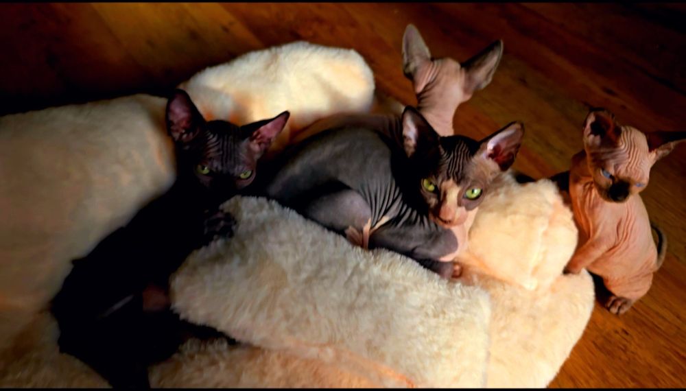 Kot sfinks przepiękny przekochany kocurek grzeczniutki