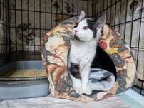 kociak do adopcji, 3 miesiące, długowłosy, porzucony