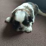 Shih Tzu suczka pięknie umaszczona