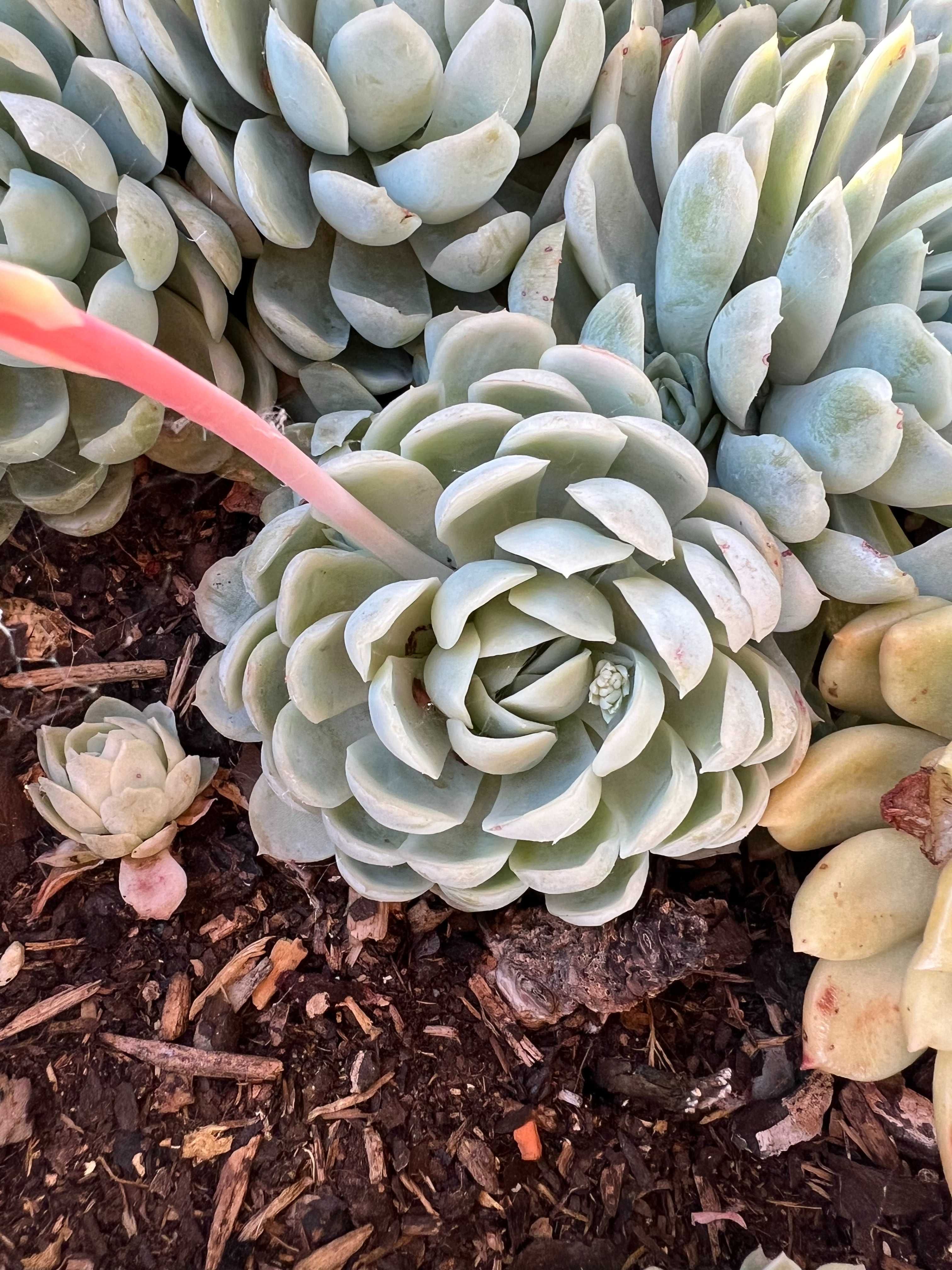 Suculenta Echeveria Elegans