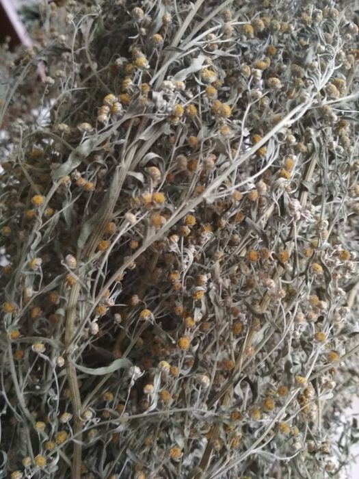 Bylica piołun suszony Artemisia absinthium 50g