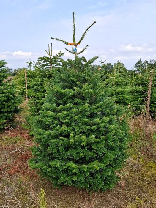 Jodła Kaukaska Cięta 175-250 cm/ 200-300cm/ w donicy - TuChoinki.pl