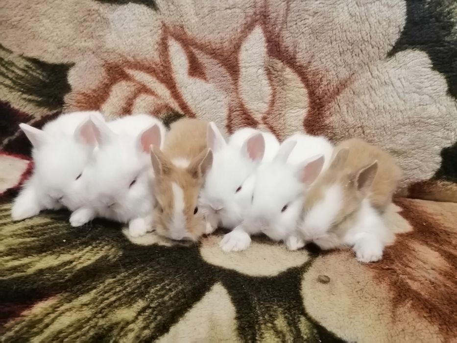 Декоративні (міні) кролики)