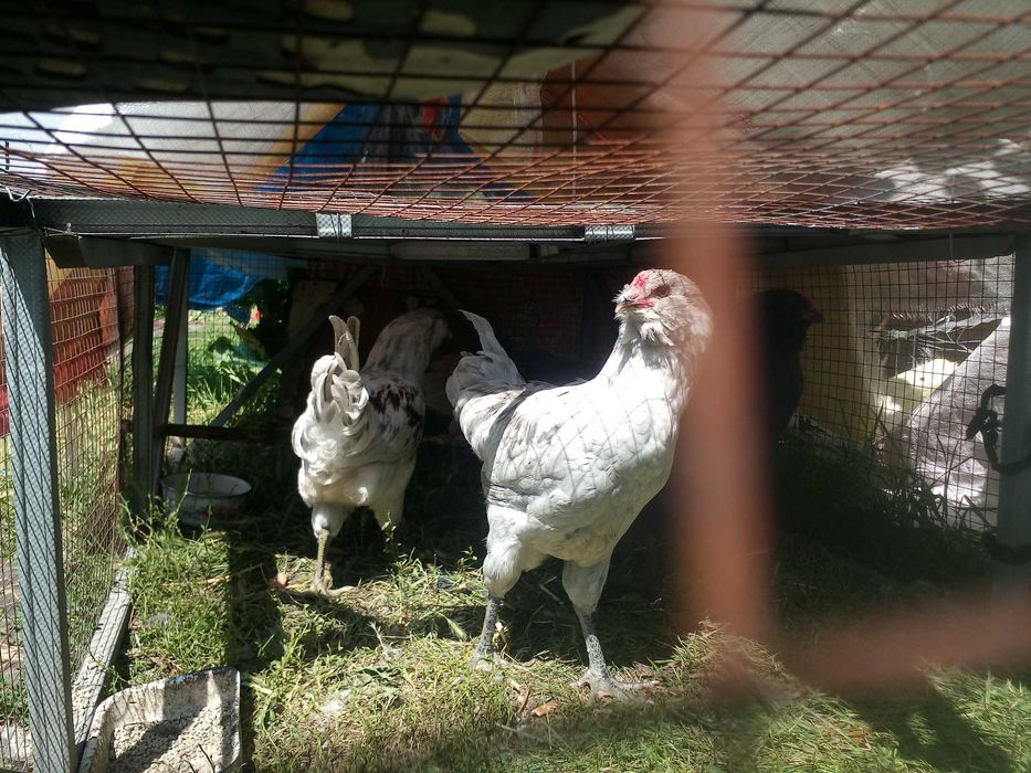 Петушки амераукана