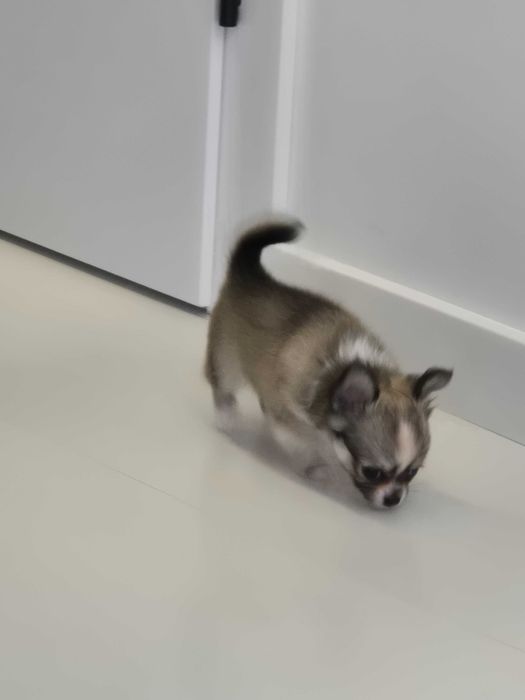 chihuahua długowłosa-piesek