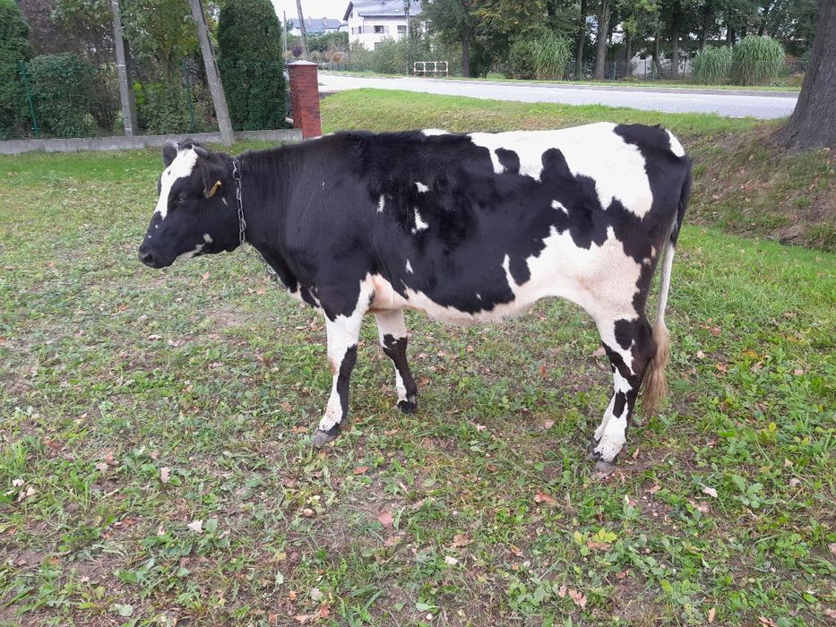 Krowa jalowka zacielona