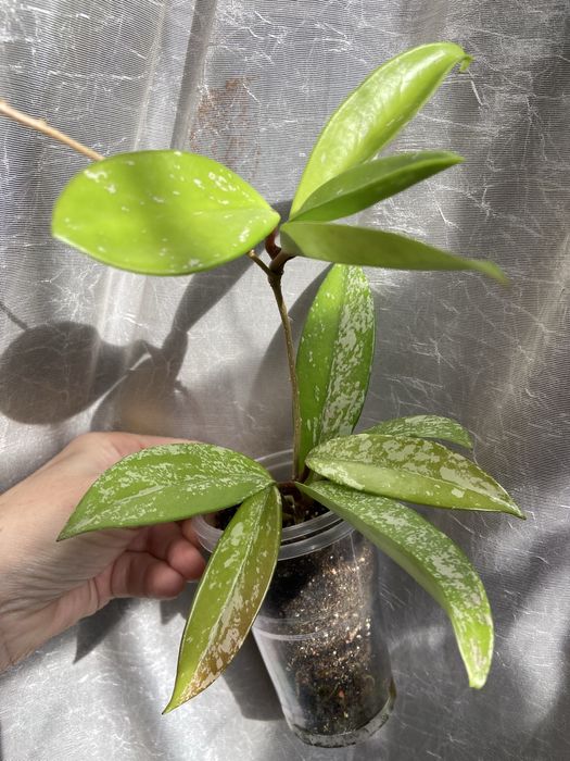 Хойя  різні  види.