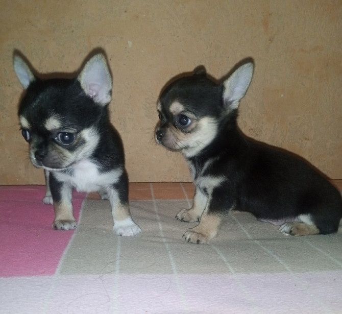 Чіхуахуа віддамо безкоштовно