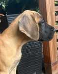 Dog niemiecki żółta suczka
