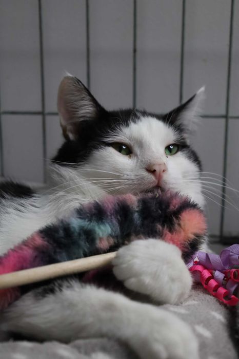 10 miesięczne rodzeństwo czekający na kochającą rodzinę. Adopcja