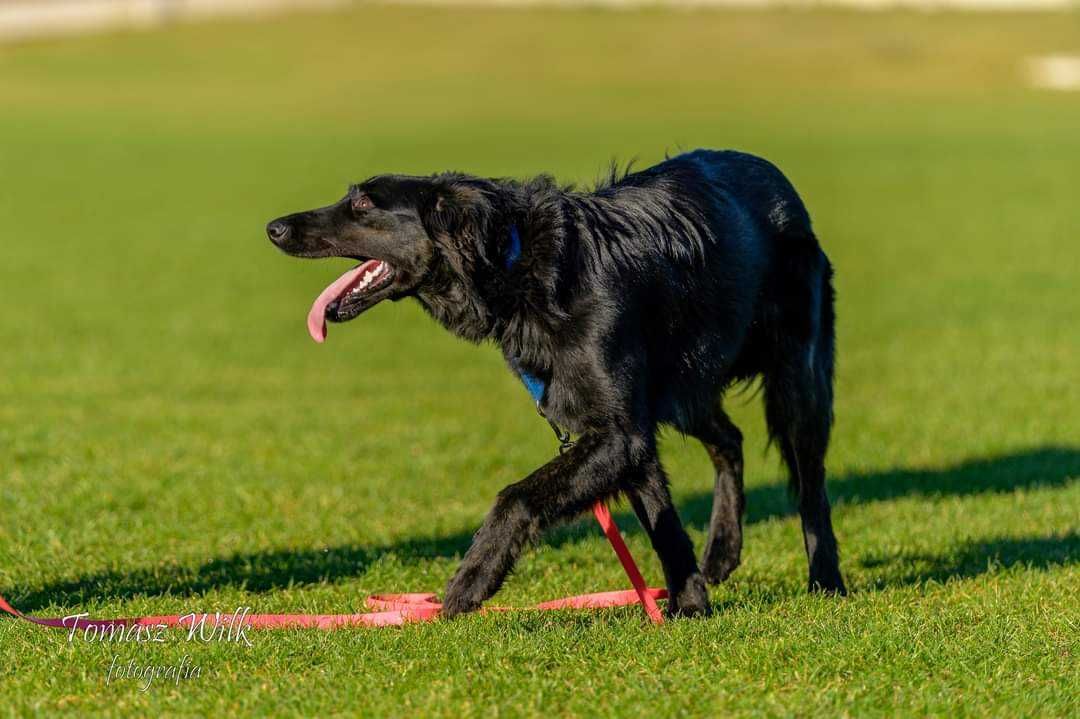 PILNA adopcja rocznego psa