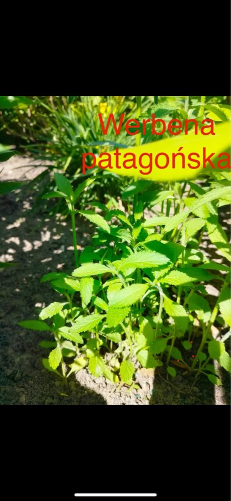 Sadzonki kwiatow wieloletnie