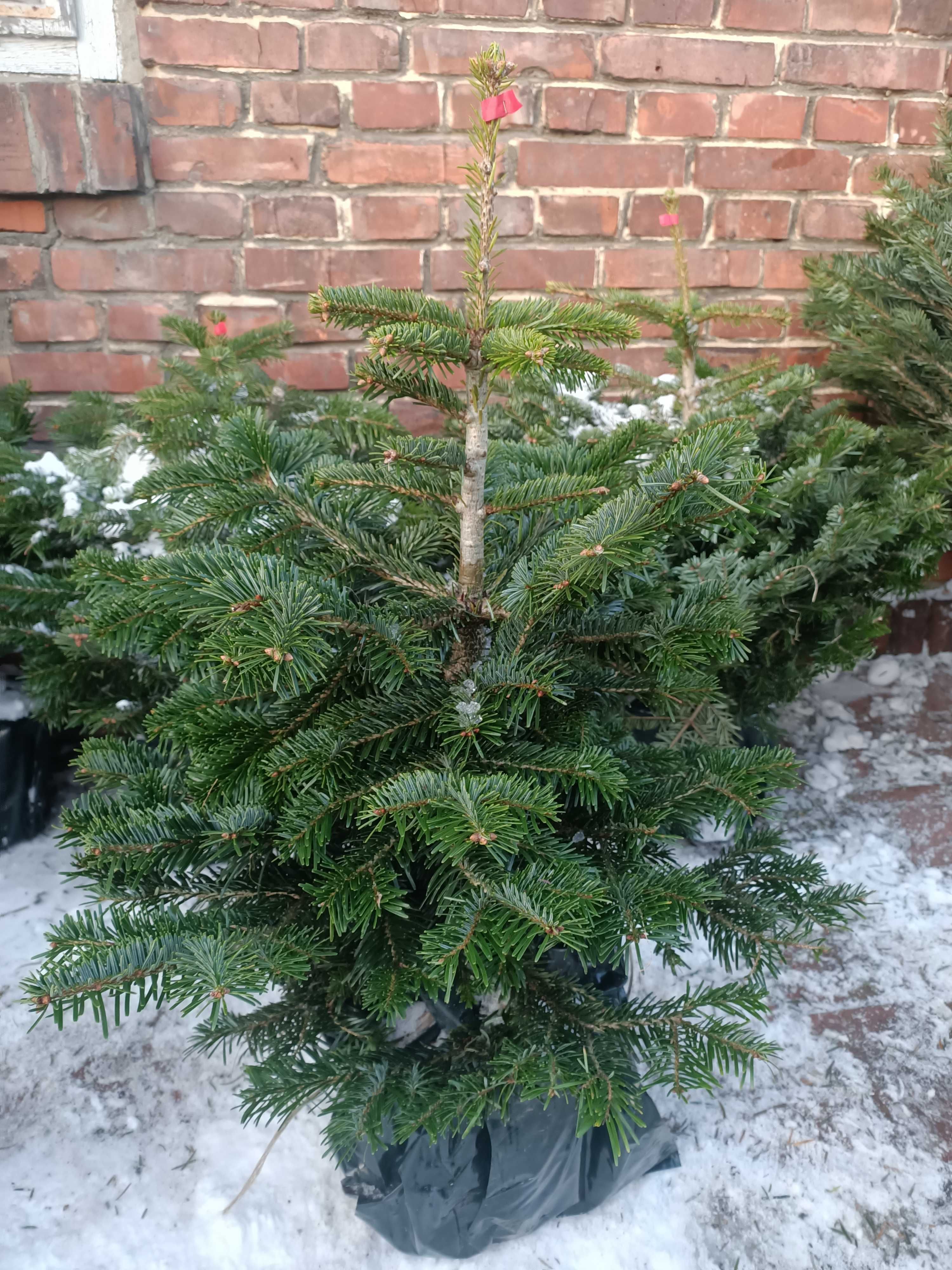 Żywa choinka Jodła kaukaska od początku w doniczce 120-160 cm. wysyłka