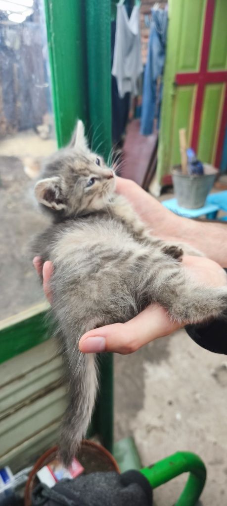 Кошенята в добрі руки