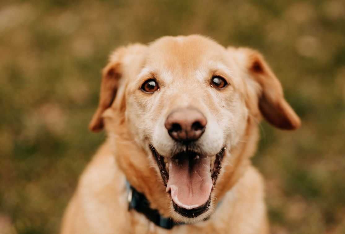 Goldi poleca się do adopcji!!!