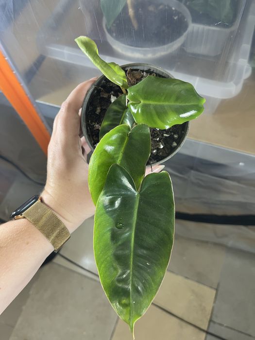 Philodendron burle marx mint regres