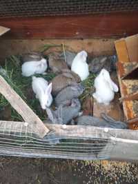 Продаються кролики 1 месяц 200грн