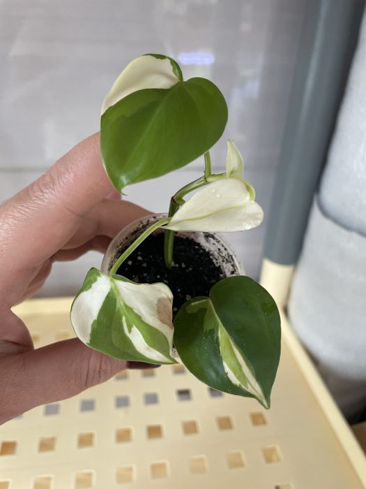 Філодендрон Крем сплеш Триколор,Сінгоніум Grey Ghost